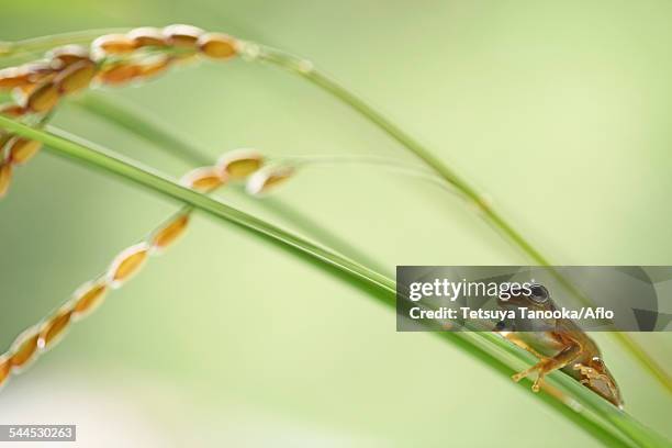 Japanese Rice Frog 280 Japanese Tree Frog Stock Photos, High-Res Pictures, and Images ...