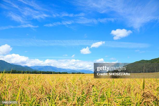 nagano prefecture, japan - präfektur fukui stock-fotos und bilder