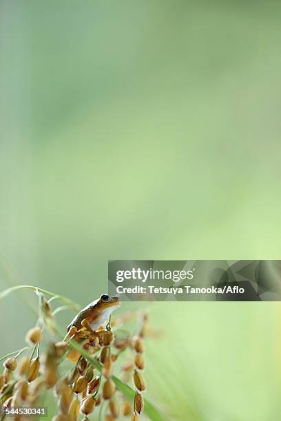 Japanese Rice Frog 280 Japanese Tree Frog Stock Photos, High-Res Pictures, and Images ...