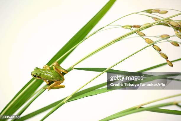 Japanese Rice Frog 280 Japanese Tree Frog Stock Photos, High-Res Pictures, and Images ...