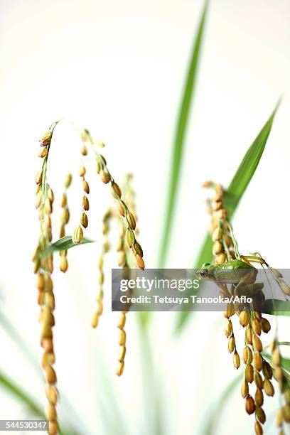 frog and rice ears - 12 ears stock pictures, royalty-free photos & images