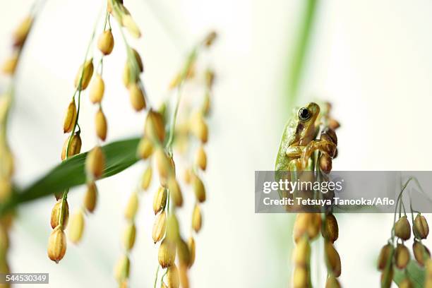 Japanese Rice Frog 265 Japanese Tree Frog Stock Photos, High-Res Pictures, and Images ...