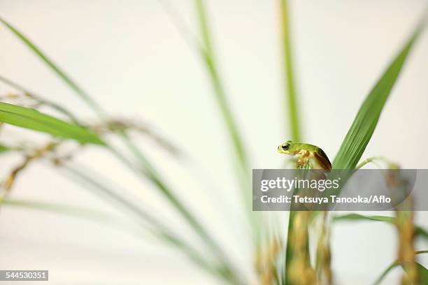 Japanese Rice Frog 264 Japanese Tree Frog Stock Photos, High-Res Pictures, and Images ...