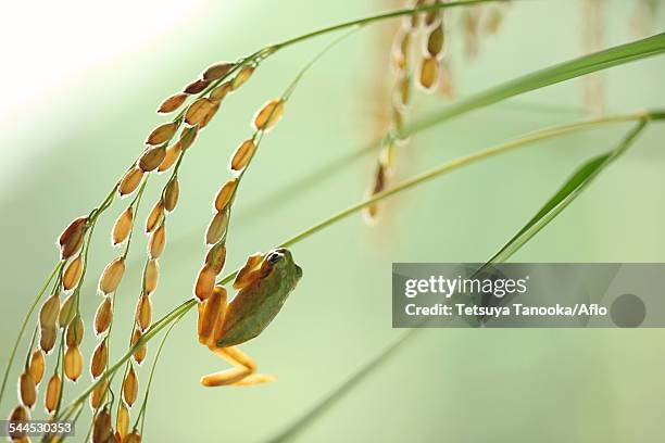 Japanese Rice Frog 270 Japanese Tree Frog Stock Photos, High-Res Pictures, and Images ...