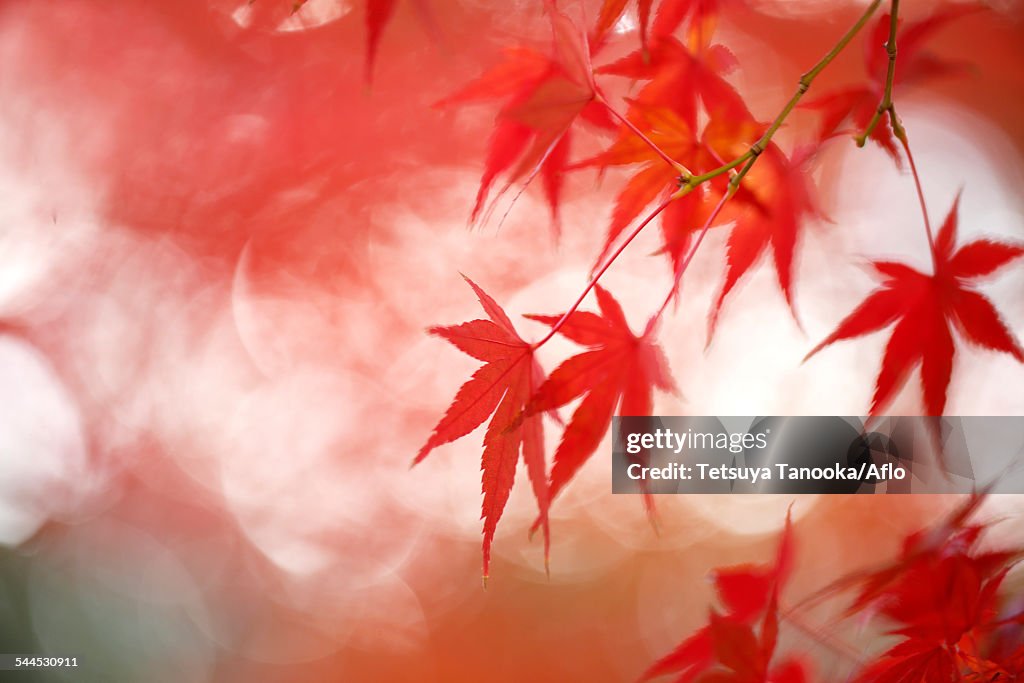 Red maple leaves