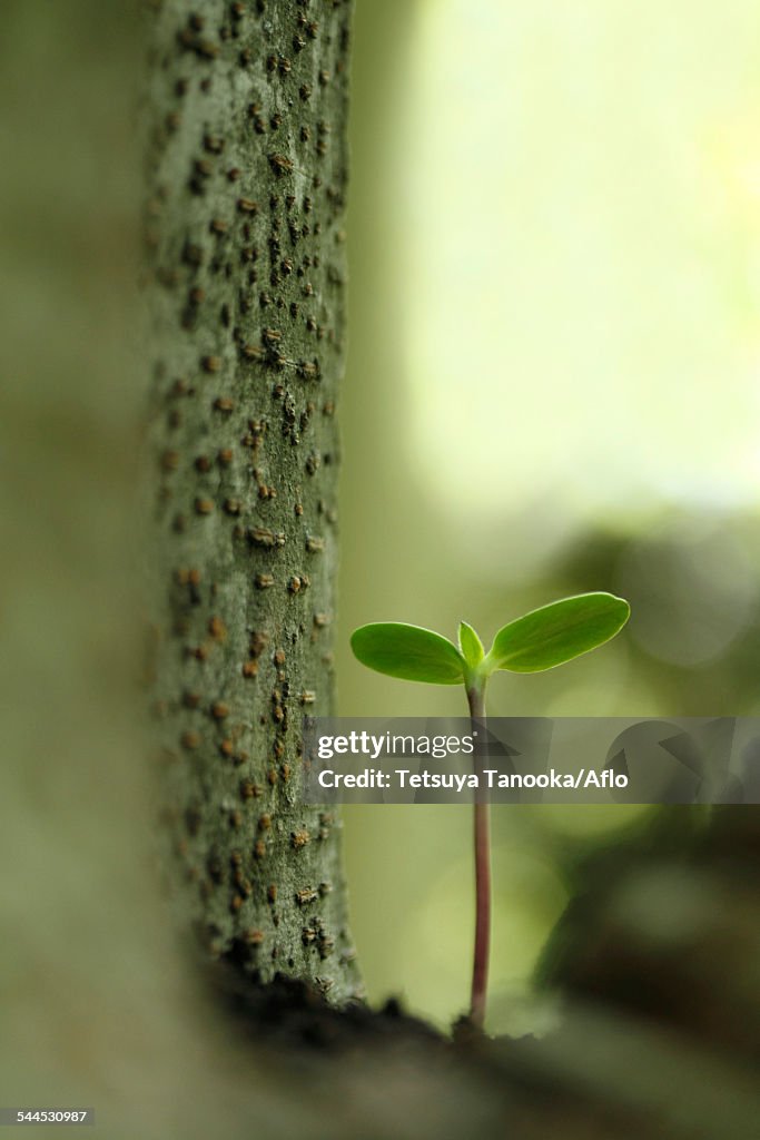 Sprouting leaves