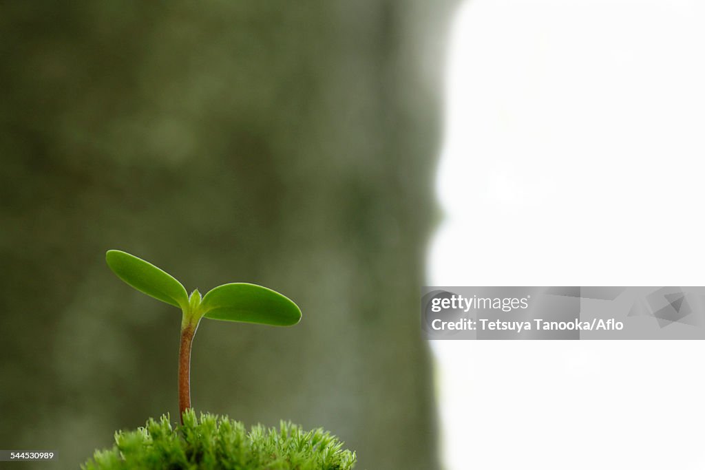 Sprouting leaves