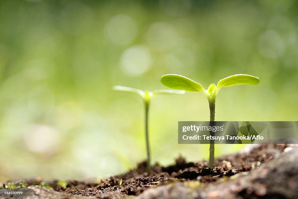 Sprouting leaves