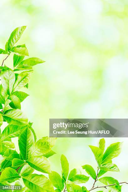 green leaves - 2be3 stock pictures, royalty-free photos & images