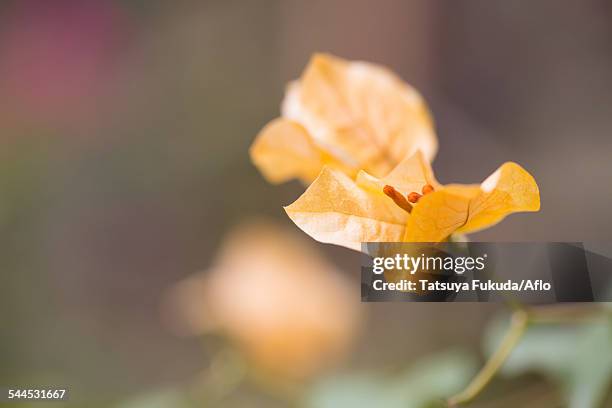 bougainvillea - bougainvillea stock pictures, royalty-free photos & images