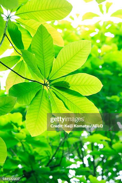 green leaves - magnolia obovata stock pictures, royalty-free photos & images