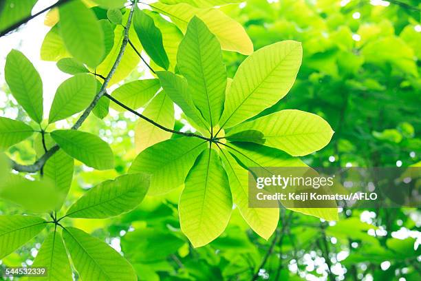 green leaves - magnolia obovata stock pictures, royalty-free photos & images