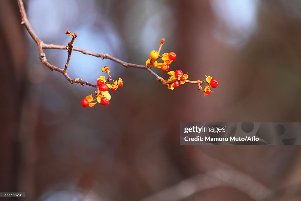 Red berries
