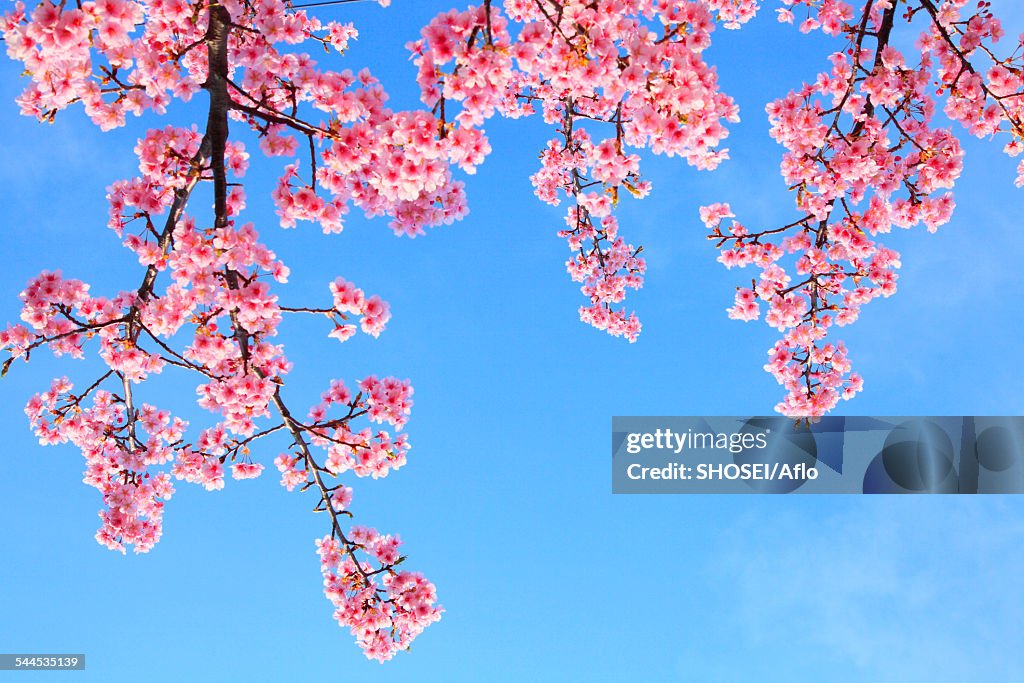 Cherry blossoms