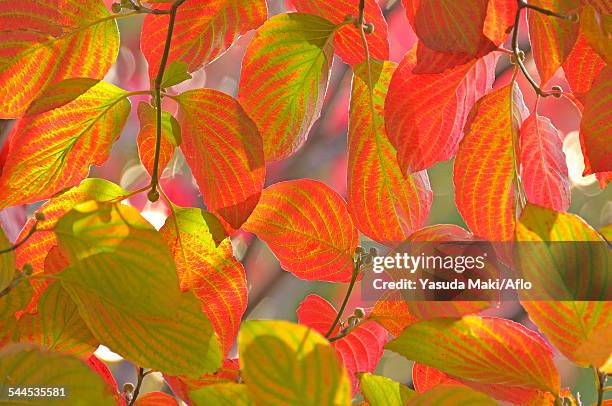 Hasuda 34 Hasuda Saitama Stock Photos, High-Res Pictures, and Images - Getty ...