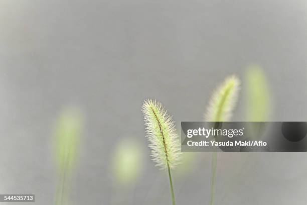 green foxtail - ebina city stock pictures, royalty-free photos & images