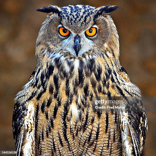 eagle owl - ワシミミズク ストックフォトと画像