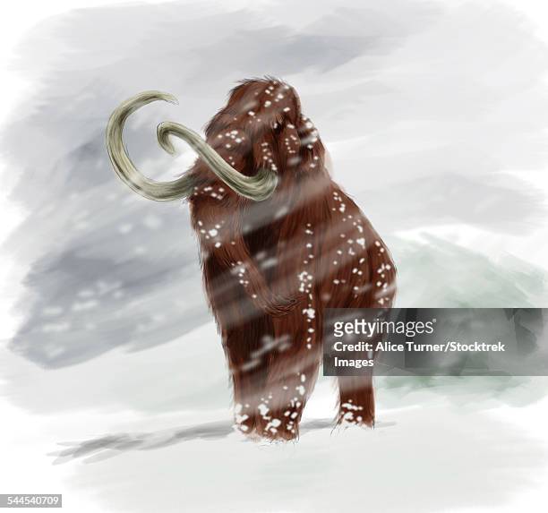 mammuthus primigenius walking through a blizzard. - holozän stock-grafiken, -clipart, -cartoons und -symbole