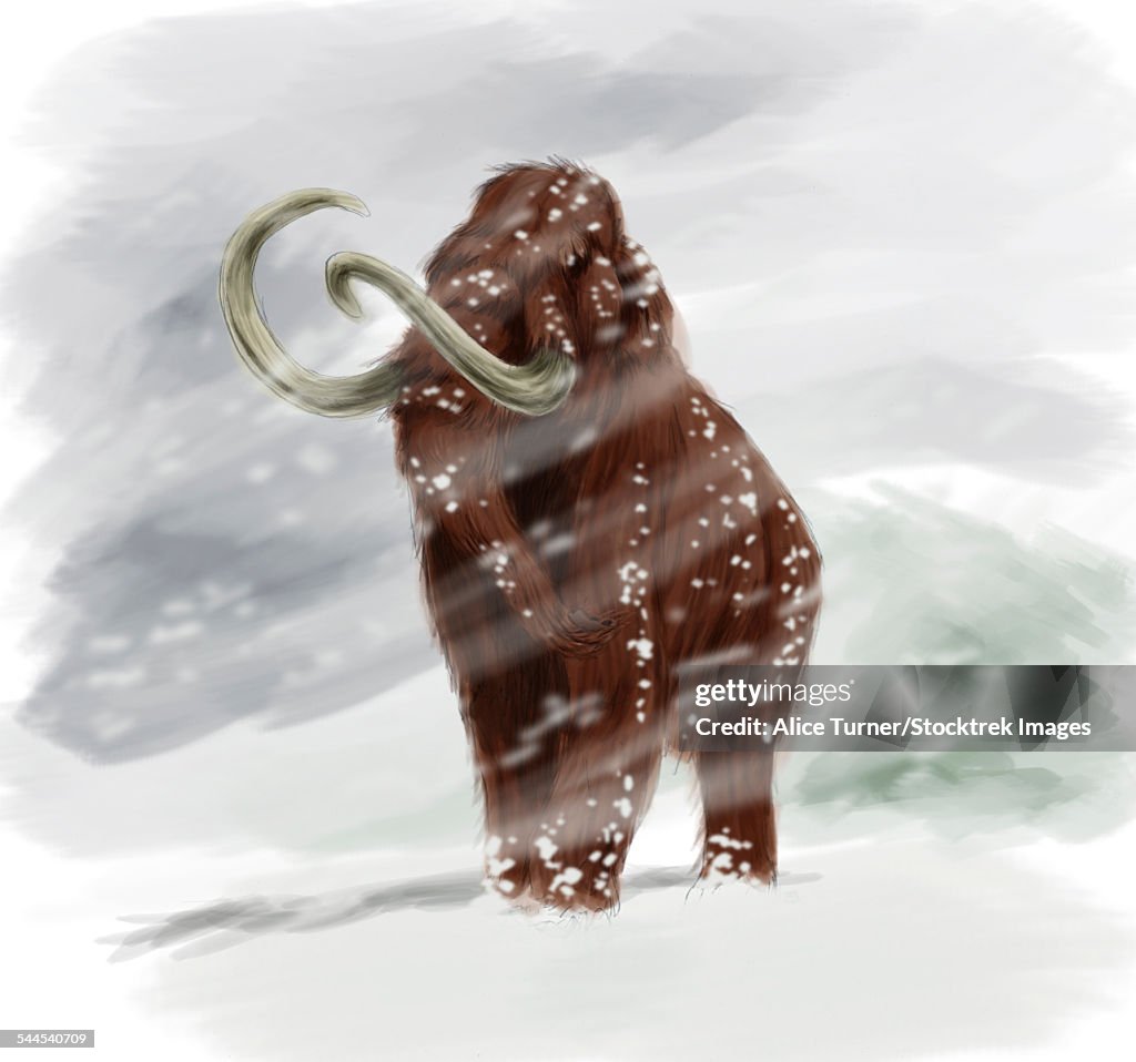 Mammuthus primigenius walking through a blizzard.