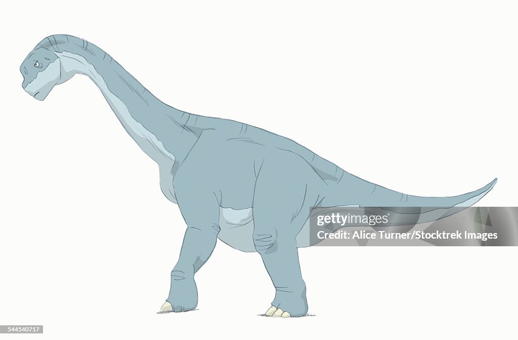 Camarasaurus pencil drawing with digital color.