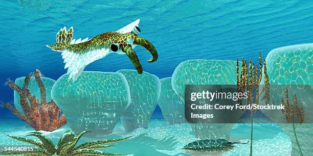 anomalocaris sneaks up on a trilobite in cambrian seas. - meeresboden stock-grafiken, -clipart, -cartoons und -symbole