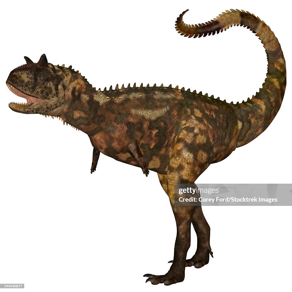 Carnotaurus dinosaur.