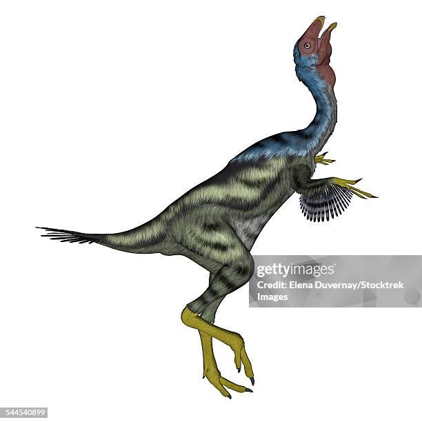 caudipteryx dinosaur with head up, white background. - caudipteryx stock illustrations