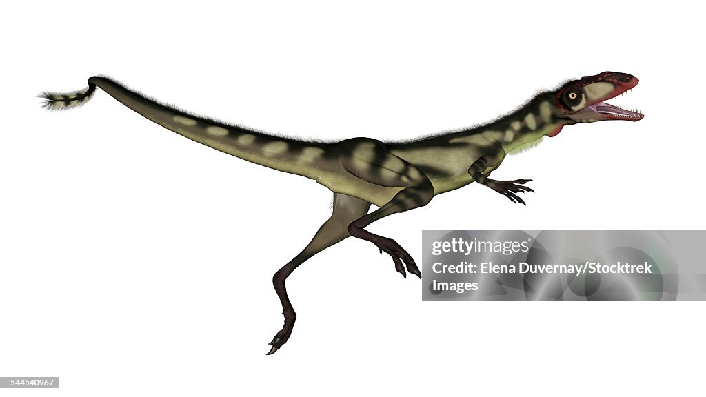 Dilong dinosaur jumping, white background.