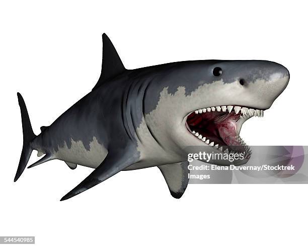 illustrazioni stock, clip art, cartoni animati e icone di tendenza di megalodon dinosaur, white background. - megalodon