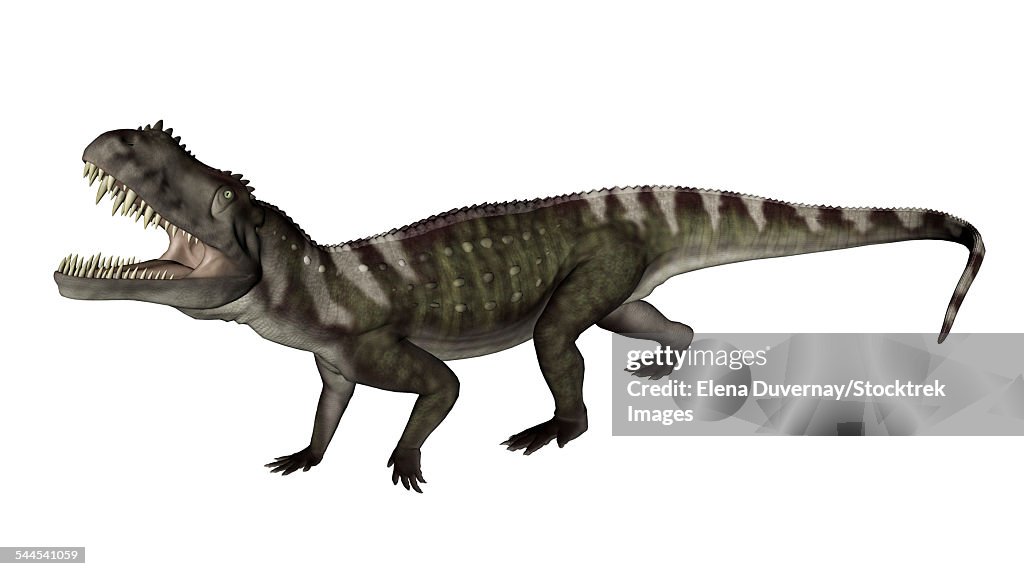 Prestosuchus dinosaur roaring, white background.
