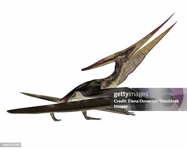 pteranodon flying reptile, white background. - casque 3d stock illustrations