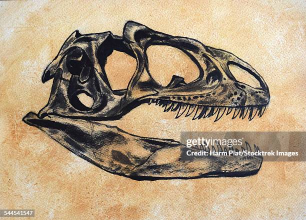 allosaurus dinosaur skull on textured background. - allosaurus stock illustrations