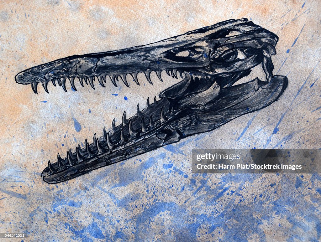 Mosasaurus dinosaur skull on textured background.