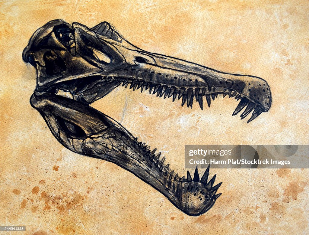 Spinosaurus dinosaur skull on textured background.