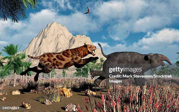 a carnivorous sabre-tooth tiger attacking a young deinotherium during earths pleistocene epoch. - säbelzahnkatzen und scheinsäbelzahnkatzen stock-grafiken, -clipart, -cartoons und -symbole