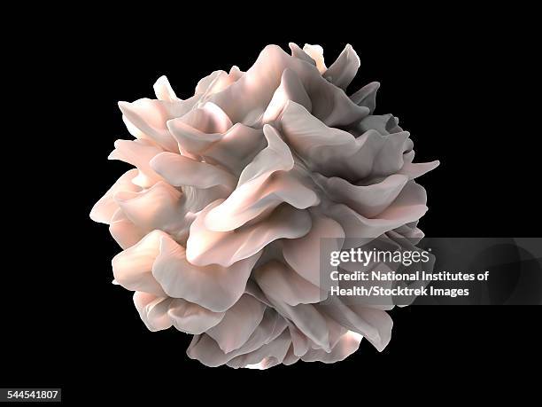 ilustraciones, imágenes clip art, dibujos animados e iconos de stock de artistic rendering of the surface of a human dendritic cell. - membrana celular