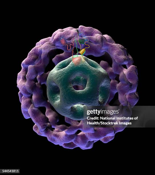 3d structure of pyruvate dehydrogenase complex. - coq10 stock illustrations