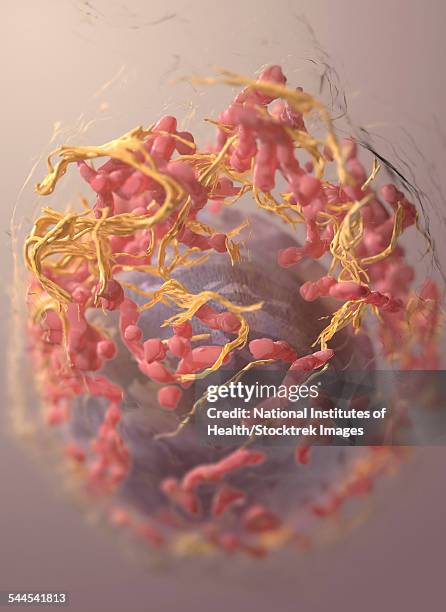 illustrations, cliparts, dessins animés et icônes de 3d structure of a melanoma cell derived by ion abrasion scanning electron microscopy. - réticulum endoplasmique