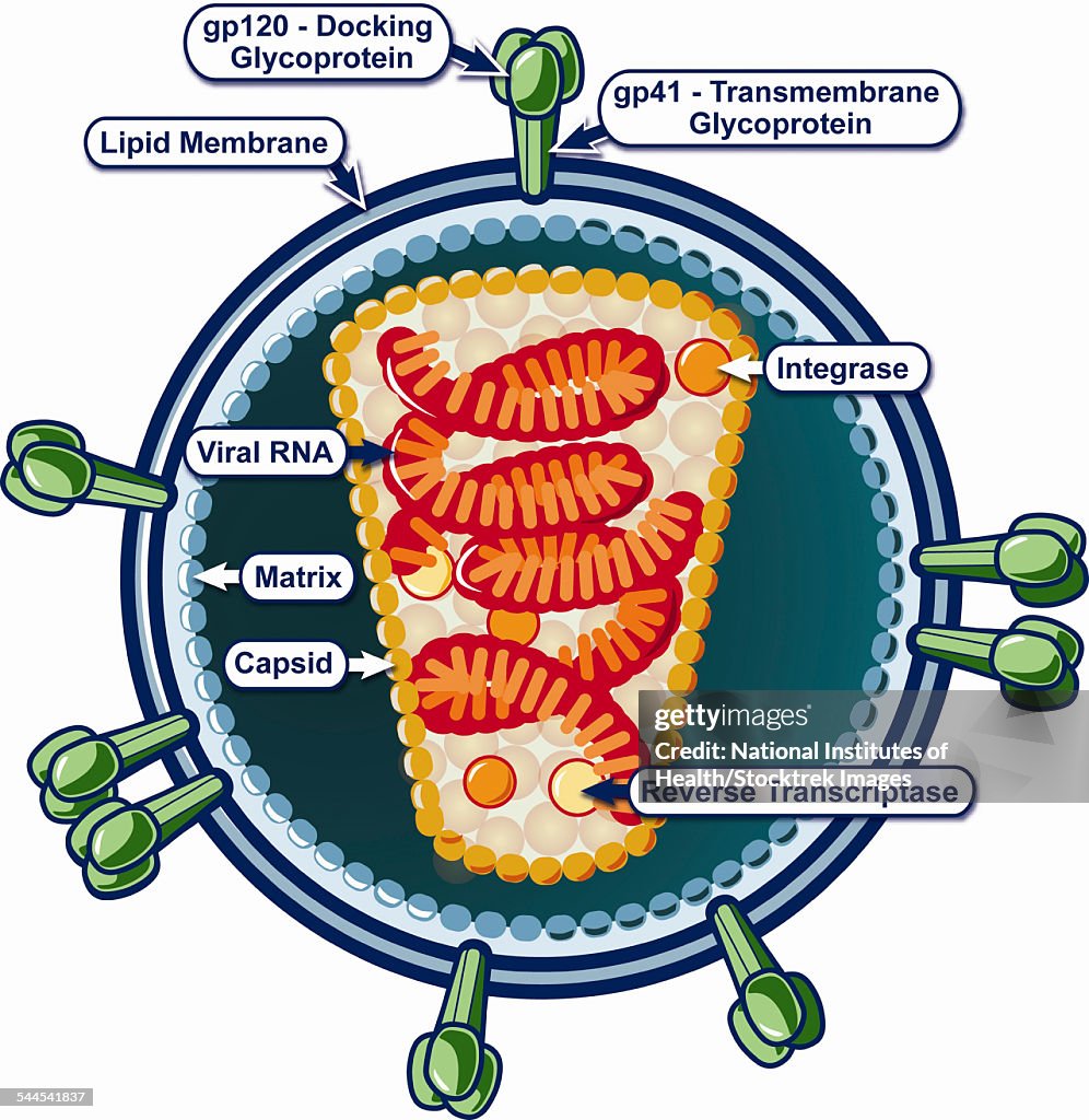 Structure of HIV.