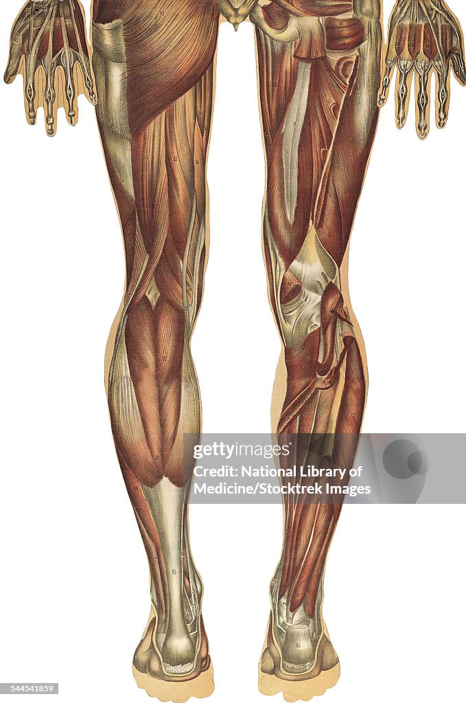 The human body with superimposed colored plates, by Julien Bougle, circa 1899.