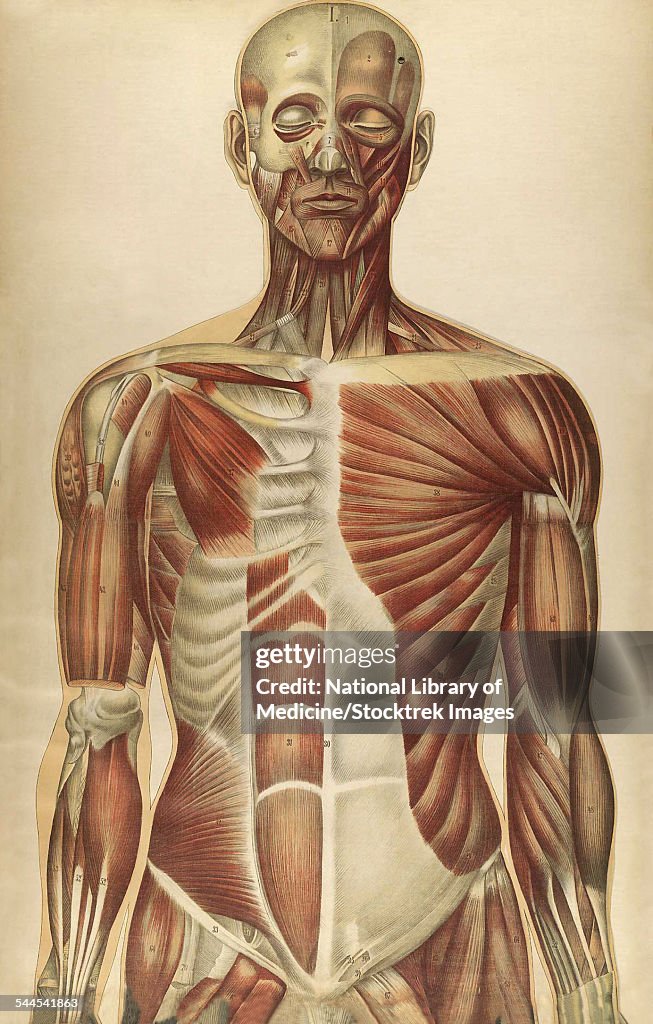 The human body with superimposed colored plates, by Julien Bougle, circa 1899.