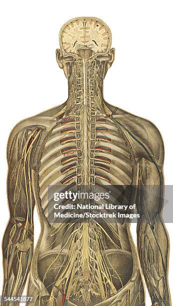 The human body with superimposed colored plates, by Julien Bougle, circa 1899.