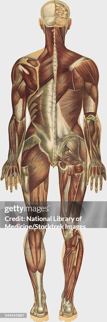 The human body with superimposed colored plates, by Julien Bougle, circa 1899.