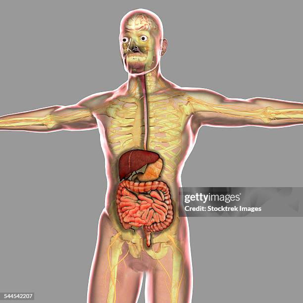 human digestive system. - human-digestive-system-diagram stock-grafiken, -clipart, -cartoons und -symbole