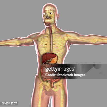 Human digestive system. Human digestive system.
