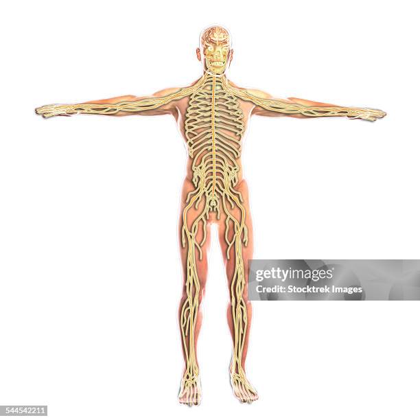 Sciatic Nerve Diagram Photos and Premium High Res Pictures Biology Diagrams