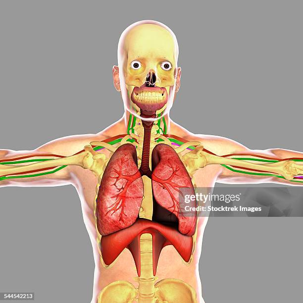 human respiratory system. - human-digestive-system-diagram stock-grafiken, -clipart, -cartoons und -symbole