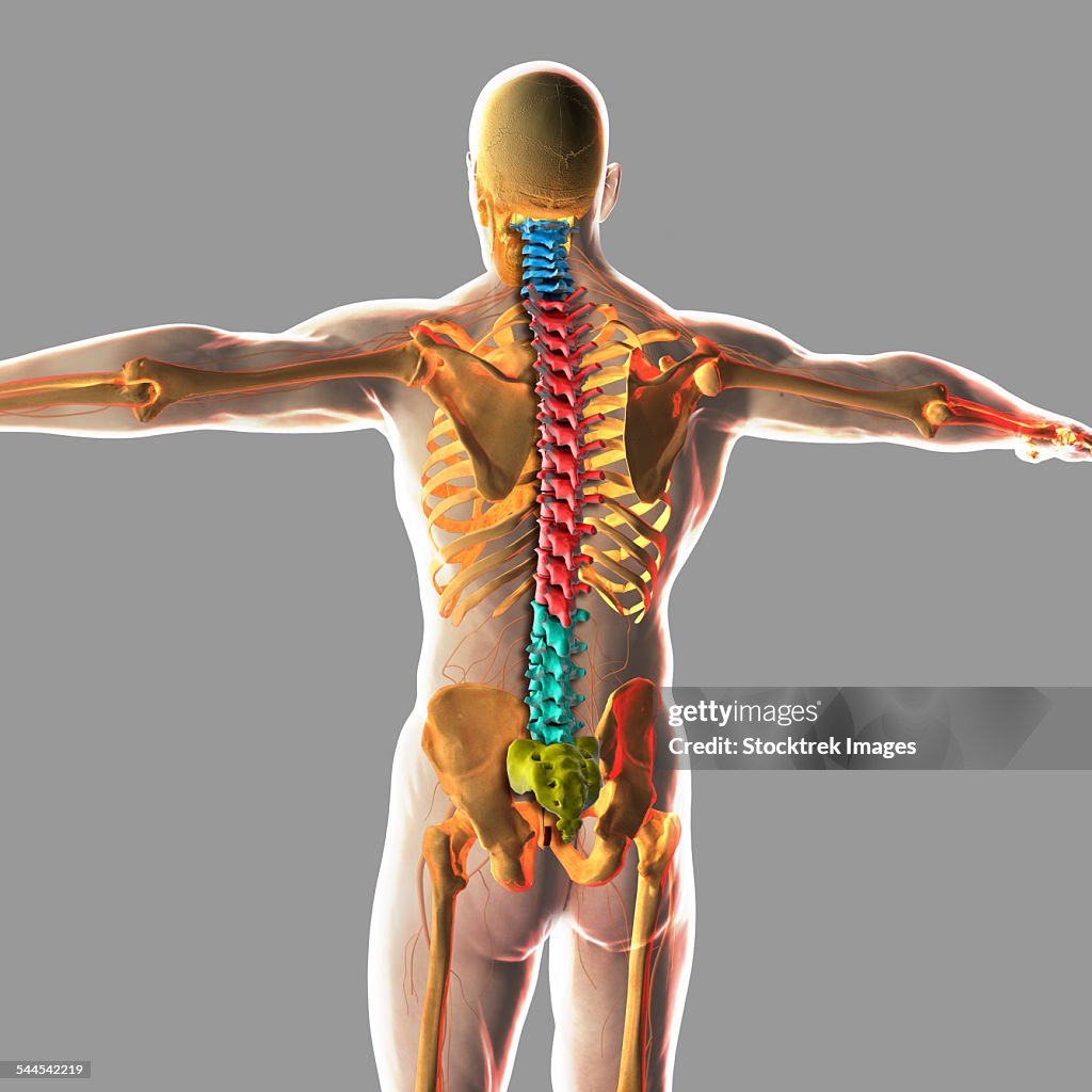 Human spinal cord.