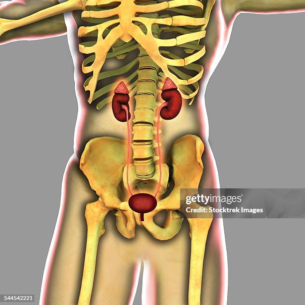 human urinary system. - endocrine system stock-grafiken, -clipart, -cartoons und -symbole