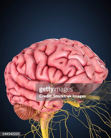 Human brain with nerves. Human brain with nerves.